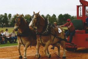 Southern Draft Horse Association Horse Pull @ The Villages Polo Club | The Villages | Florida | United States