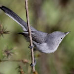little gray bird on a branch