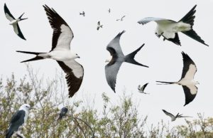 Swallow-tailed Kites @ Dade Battlefield Historic State Park