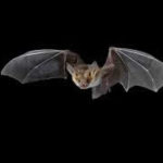 image of a flying bat