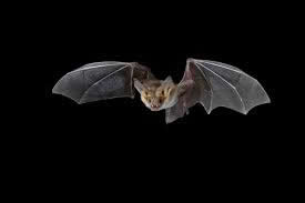 Florida Bats by Florida Bat Conservancy @ Dade Battlefield Historic State Park
