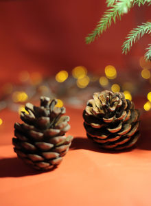 Holiday Craft Class: Natural Ornaments @ Dade Battlefield Historic State Park