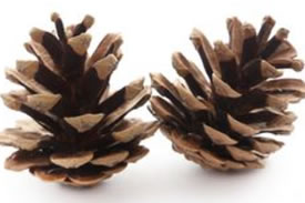 Dade Craft: Pine Cone Arts and Crafts @ Dade Battlefield Historic State Park