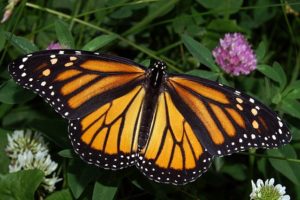 Monarch Butterflies, Migration, and More… @ Dade Battlefield Historic State Park