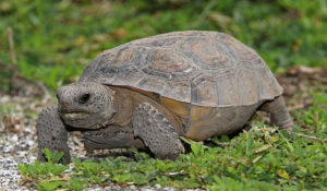 Gopher Tortoise Day Program @ Dade Battlefield Historic State Park
