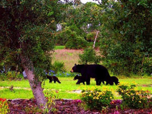 Florida Black Bear Curriculum Workshop for Educators @ Dade Battlefield Historic State Park