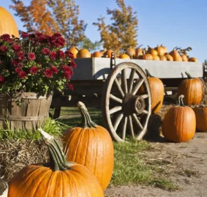 Fall Harvest Festival & Maze @ Brown & Brown Farms